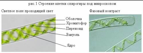 Сделайте вывод,к какой группе оргонизмов относится спирогира