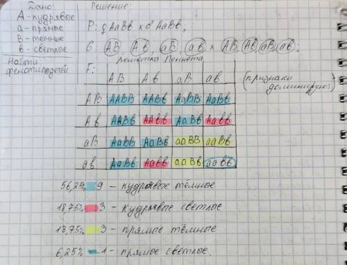Учеловека ген кудрявых волос доминирует над геном прямых волос, а ген тёмных волос над геном светлых