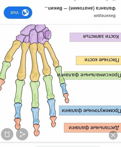 КАК РАСПОЛОГАЮТСЯ ПАЛЬЦЫ У МЛЕКОПИТАЮЩИХ