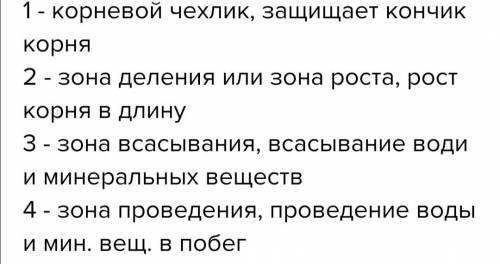 Нарисуйте схему строения корня