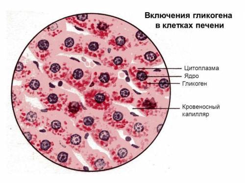 Углеводы в организме позвоночных животных откладываются в запас в