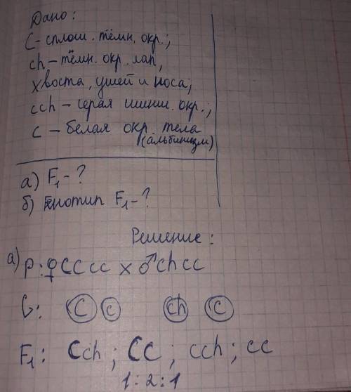 с задачей У кроликов разные варианты окраски тела контролируются 4 аллельными генами: С, ch, cch, c.