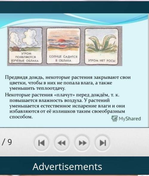 Могут ли представители амфибий предсказывать погоду?​