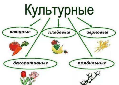Сообщение о культурном растении 4 класс