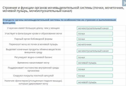 Определи органы мочевыделительной системы по особенностям их строения и выполняемым функциям. У мужч