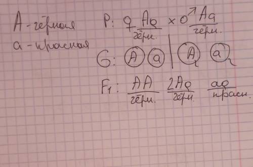 Чёрная окраска шерсти доминирует над красной. Какое можно ожидать потомство от скрещивания между соб