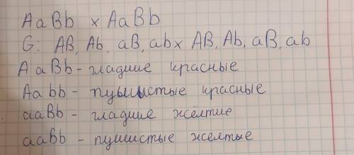 Плоди томатів бувають червоні й жовті, гладенькі й пухнасті. Ген червоного кольору домінантний, ген