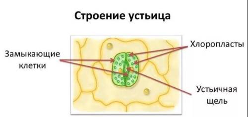 3 3.1. Рассмотритерисунок растительнойклетки (рис. 1).(рис. 1). Какая структура клеткиобазначена на