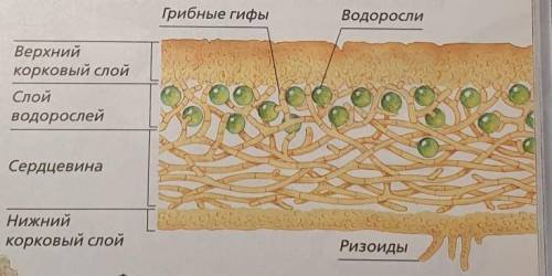 Задание 1.Ученик изучал внутреннее строение лишайника с микроскопа и выполнил рисунок. Что он обозна