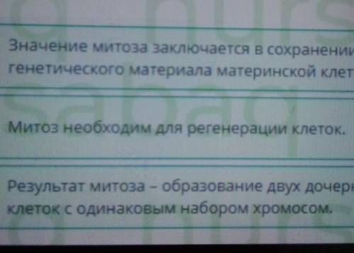 ОНЛАЙН мектеп Митоз. Мейоз. Биологическое значение митоза имейозаВыбери верное утверждение о митозе.