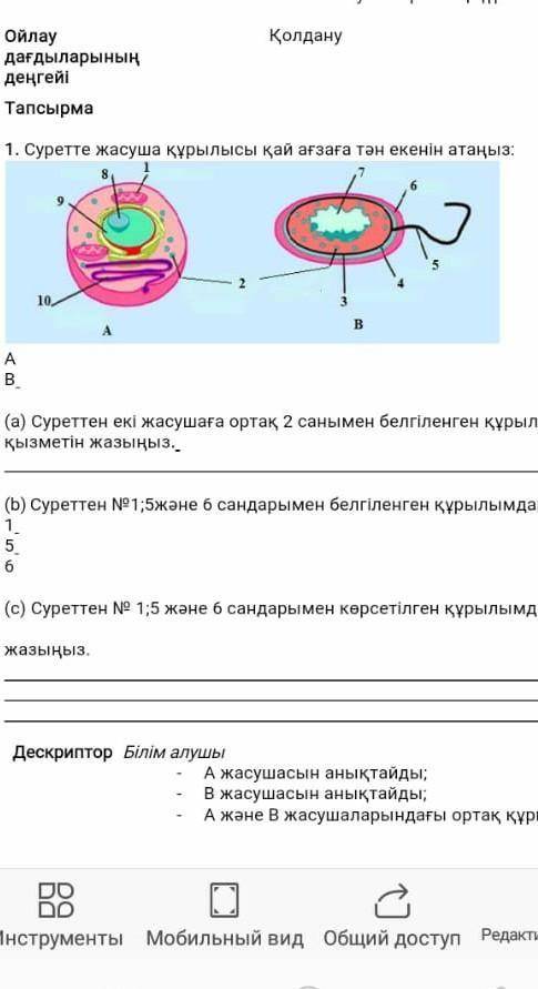 Суретте жасуша құрылысы қай ағзаға тән екенін атаңыз: А В (а) Суреттен екі жасушаға ортақ 2 санымен