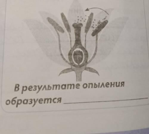 В результате опыления образуется​