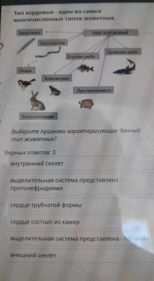 Хордовые один из самых многочисленных типов животных выберите признаки характеризующие данный тип жи