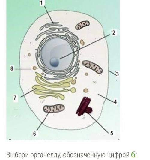Выбери органеллу, обозначенную цифрой 6:
