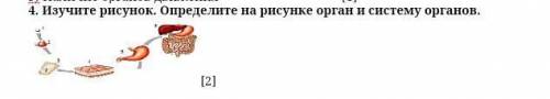 Изучите рисунок. Определите на рисунке орган и систему органов.​