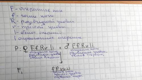 У курей ноги с перьями доминируют над голыми, розовидный гребень над простым, белое перо над окрашен