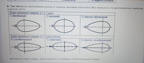 Рассмотрите изображение листа ландыша и опишите его по следующему плану: форма листа, жилкование лис