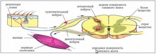 1. Какие системы органов не участвуют в регуляции функций организма? Запишите в ответе последователь
