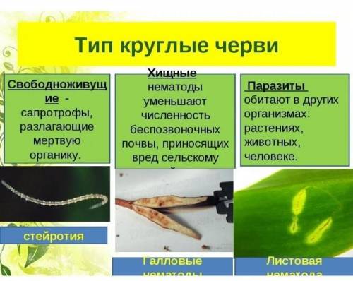 Составить таблицу разнообразие круглых червей ​