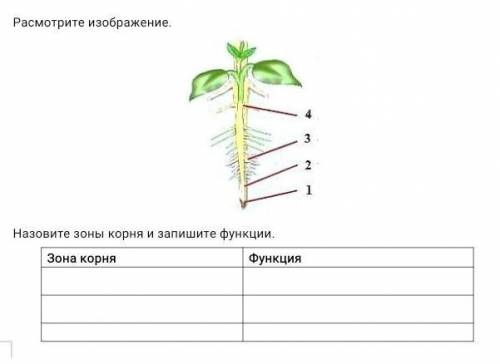 Расмотрите изображения Назовите зоны корня и запишите функции ​