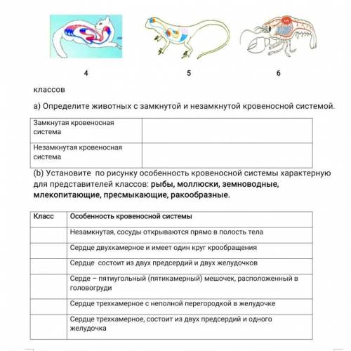 Установите по рисунку особенность кровеносноц системы характерную для представителей классов:рыбы мо