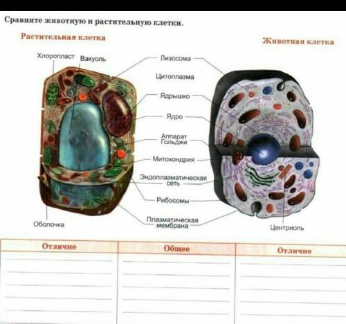Сравните животную и растительные​