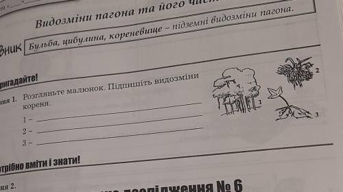 Розгляньте малюнок. пітпишіть видозміни кореня​