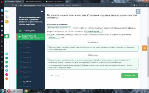 Выделительная система животных. Сравнение строения выделительных систем животных