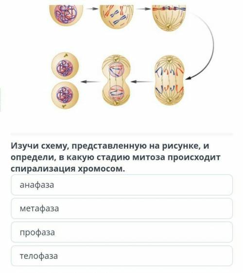 Митоз НОРМАЛЬНЫЙ ОТВЕТ ИНАЧЕ БАН ​