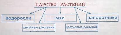 Сделать схему группы царства растений , прикрепите рисунок​