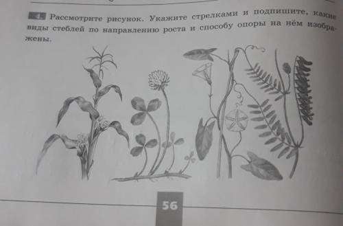 Рассмотрите рисунок. Укажите стрелками и подпишите, какие виды стеблей по направлению роста и опоры