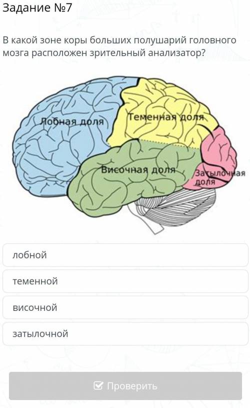 В какой зоне коры больших полушарий головного мозга расположен зрительный анализатор