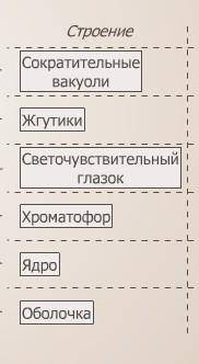 Напишите функции . ( картинка полная не влезла , это Зеленые водоросли-хламидомонады)​