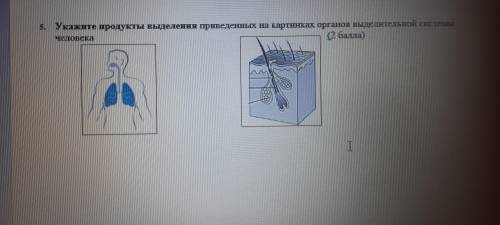 Укажите продукты выделения приведённых на картинках органов выделительной системы человека