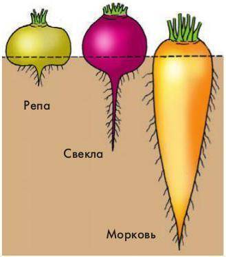 Сообщение на А4 о видоизменениях корней (1-2 интересных примера).