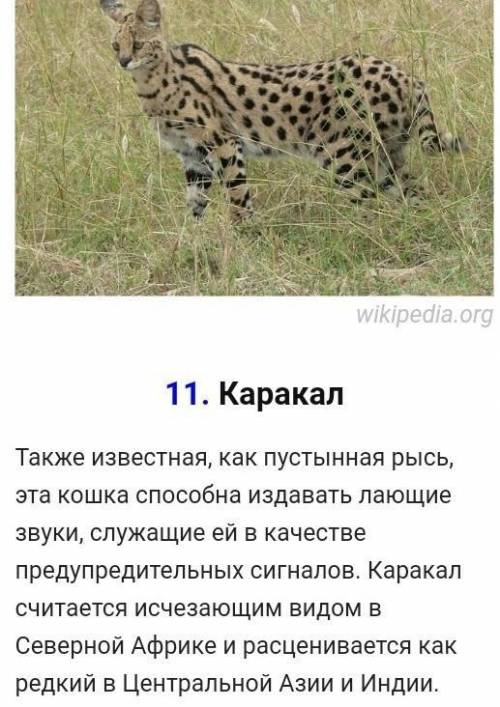 отгадайте загадку Он занесён в Красную книгу, но стоитотметить, что из семейства кошачьихэтот зверь
