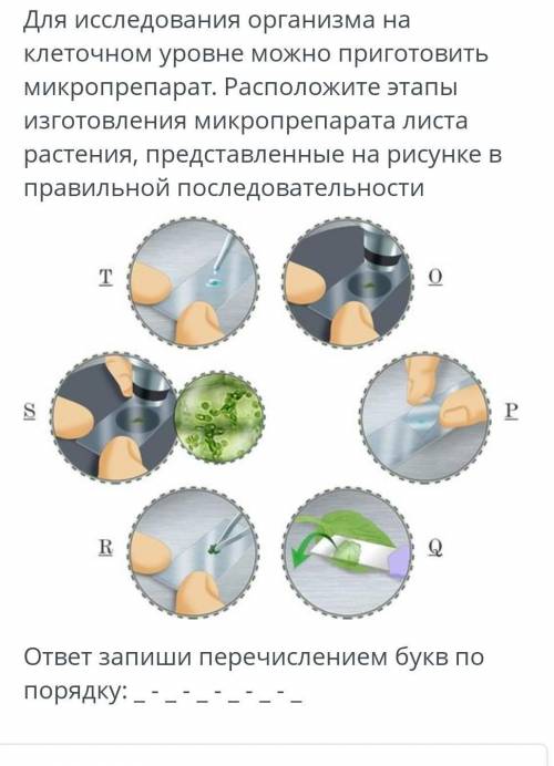 Для исследования организма на клеточном уровне можно приготовить микропрепарат. Расположите этапы из