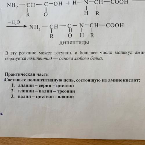 с практической частью составьте полипептидную цепь, состоящую из аминокислот: 1. аланин-серин-цистеи