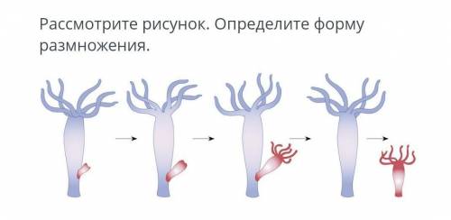Рассмотрите рисунок определите форму размножения ​