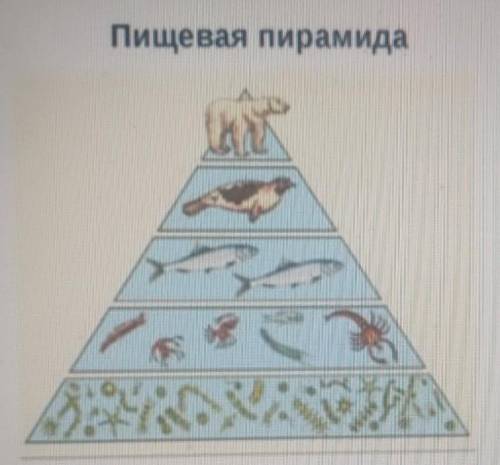 Рассмотрите экологическую пирамиду Пищевая пирамидаА) объясните переход энергии и веществ в экологич