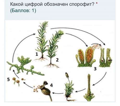 Какой цифрой обозначен спорофит? а.) 1 б.) 3 в.) 4 г.) 5