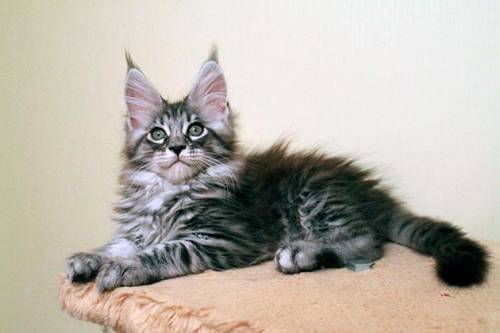 Как думаете, на каком фото котик породы мейн-кун, а на каком - британской?