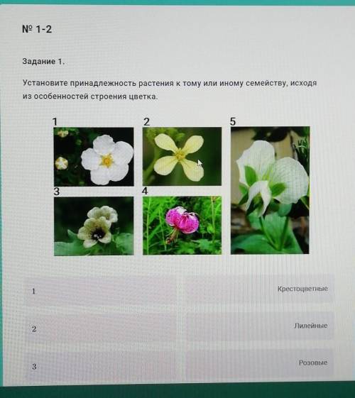Установите принадлежность растения к тому или иному семейству Исходя из особенностей строения цветка