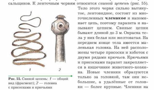 Опорно-двигательная система свинного цепня