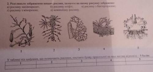 Розгляньте зображення вищих рослин, зазначте на якому рисунку зображено: а) рослину напівпаразит; б)
