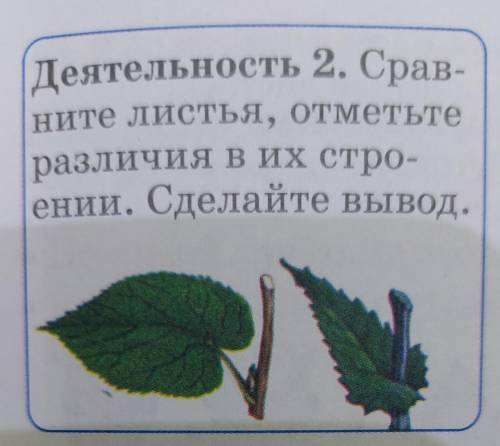 Деятельность 2. Срав- ните листья, отметьте различия в их стро- ении. Сделайте вывод ,_,