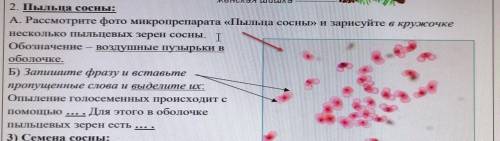 7 класс биология лабораторная работа Строение мужских и женских шишек, пыльцы и семян сосны 2. Пыл